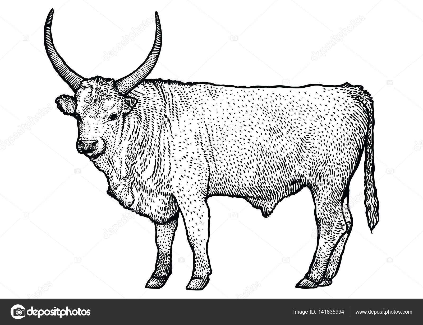Illustration Soignee Dessin Gravure Dessin Lineaire Realiste Image Vectorielle Jenesesimre C 141835994