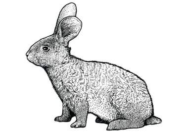 Tavşan çizim, çizim, gravür, Hat sanatı, gerçekçi