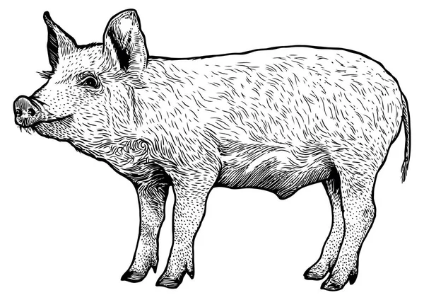 Schweineillustration, Zeichnung, Gravur, Linienkunst, realistisch — Stockvektor