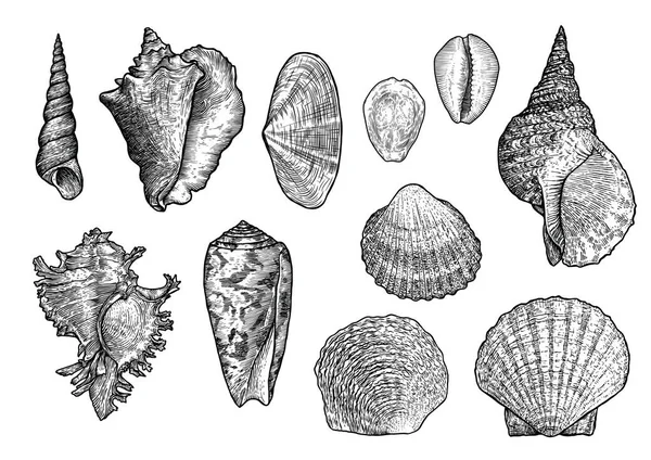 Seashell-gyűjtemény, gravírozás, ábra rajz gyűjtemény — Stock Vector