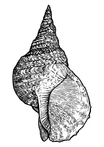 Tritoni tromba, illustrazione shell, disegno, incisione, inchiostro, realistico — Vettoriale Stock