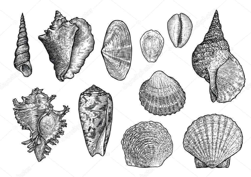 Seashell collection, engraving, illustration, drawing collection