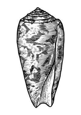 Çizgili koni kabuk çizim, çizim, oyma, mürekkep, gerçekçi