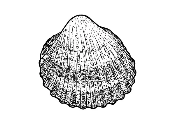 Cockle, ilustración de concha, dibujo, grabado, tinta, realista — Vector de stock
