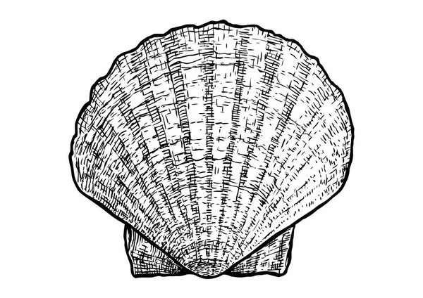 Sint-jakobsschelpen, clam, shell illustratie, tekening, gravure, inkt, realistisch — Stockvector