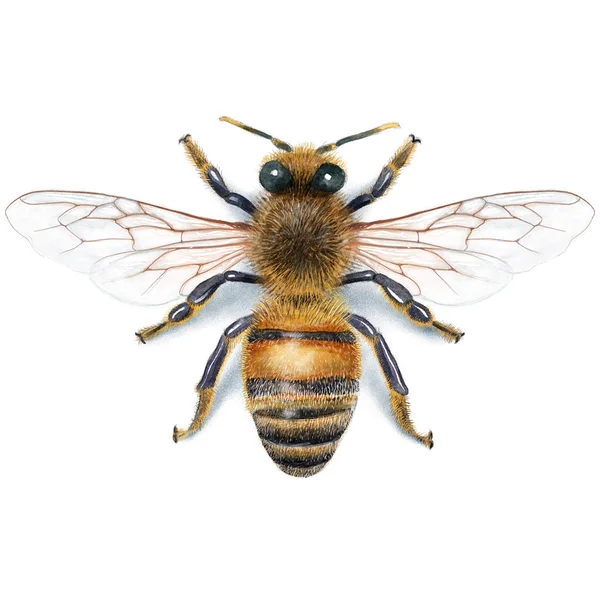 Pszczoła ilustracja, akwarela, rysunek tuszem, realistyczne — Zdjęcie stockowe