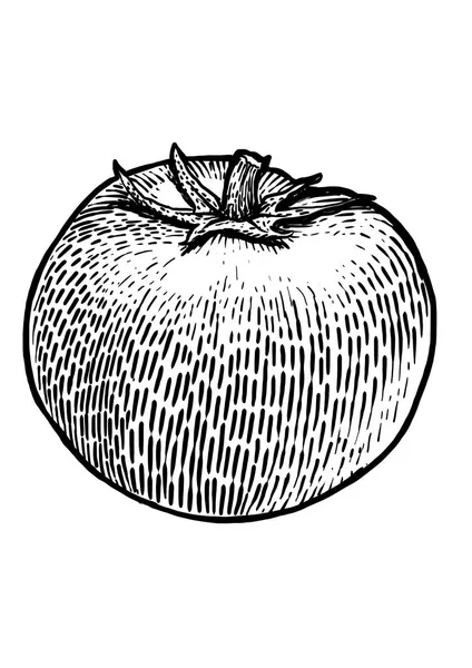 Ilustración de tomate, dibujo, grabado, arte de línea, vegetal, vector — Archivo Imágenes Vectoriales