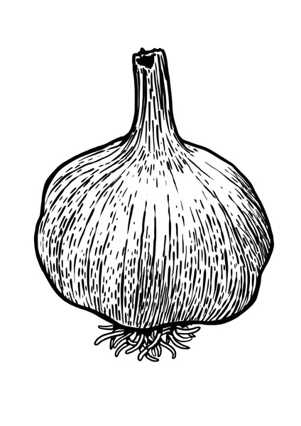 Garlic, bulb, slice, food, drawing, fruit, vector, line — Stock Vector