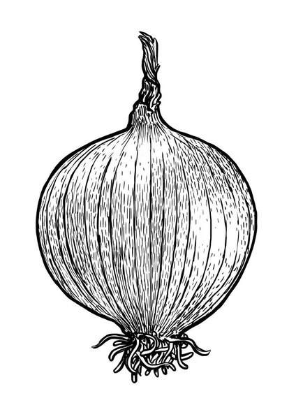 Lök, glödlampa illustration, teckning, gravyr, konturteckningar, vegetabiliska, vektor — Stock vektor