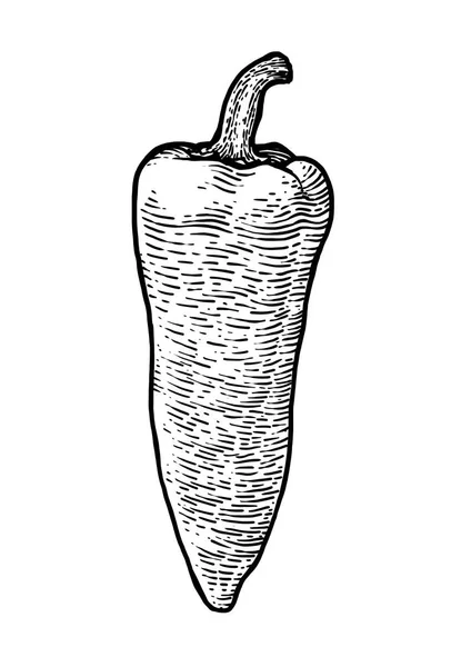 Pepř, paprika ilustrace, kresba, gravírování, perokresby, zeleniny, vektor — Stockový vektor