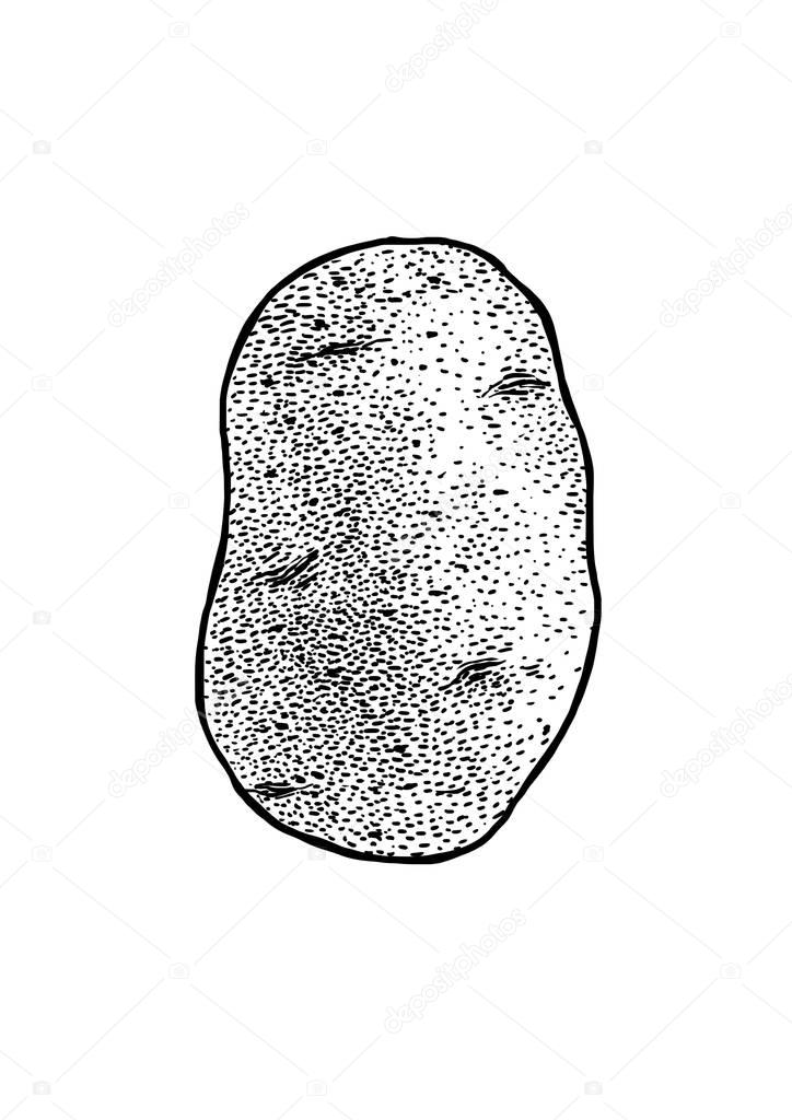 Potato line art Potato illustration, drawing, engraving, line art