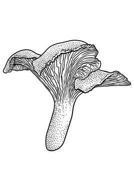Cantharellus cibarius mantar çizim, çizim, gravür, vektör, çizgi