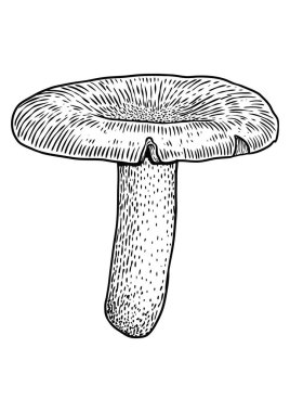 Russula mantar çizim, çizim, gravür, vektör, çizgi