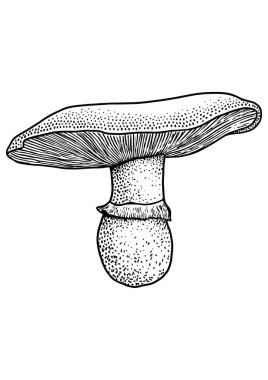 Champignon mantar çizim, çizim, gravür, vektör, çizgi