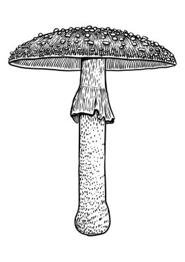 Sinek agaric mantar çizim, çizim, gravür, vektör, çizgi