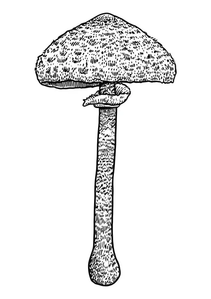 Champignon parasol illustration, dessin, gravure, vecteur, ligne — Image vectorielle