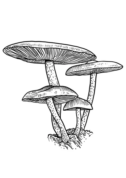 Группа грибных иллюстраций, рисунок, гравировка, вектор, линия — стоковый вектор