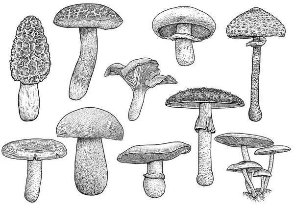 Groupe de champignons illustration, dessin, gravure, vecteur, ligne — Image vectorielle