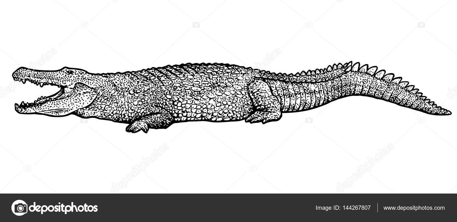 Images crocodile drawing Crocodile illustration drawing