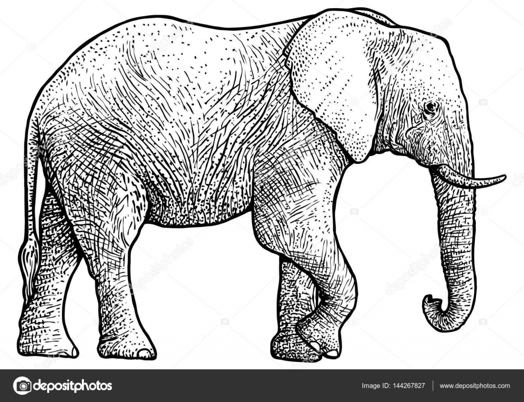 Illustrasjon av elefant, tegning, inngravering, blekk, linjekunst, vektor  stockvektor © jenesesimre #144267827, image size:1024x787