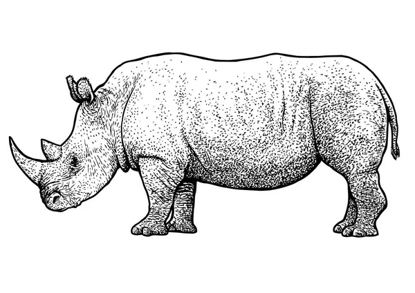 Rhinocéros illustration, dessin, gravure, encre, dessin linéaire, vecteur — Image vectorielle