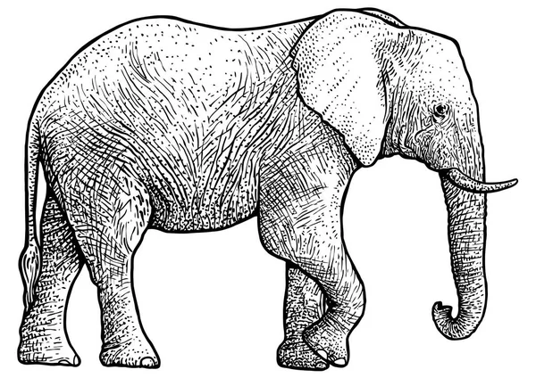 Ilustração, desenho, gravura, tinta, arte de linha, vetor de elefante —  Vetores de Stock