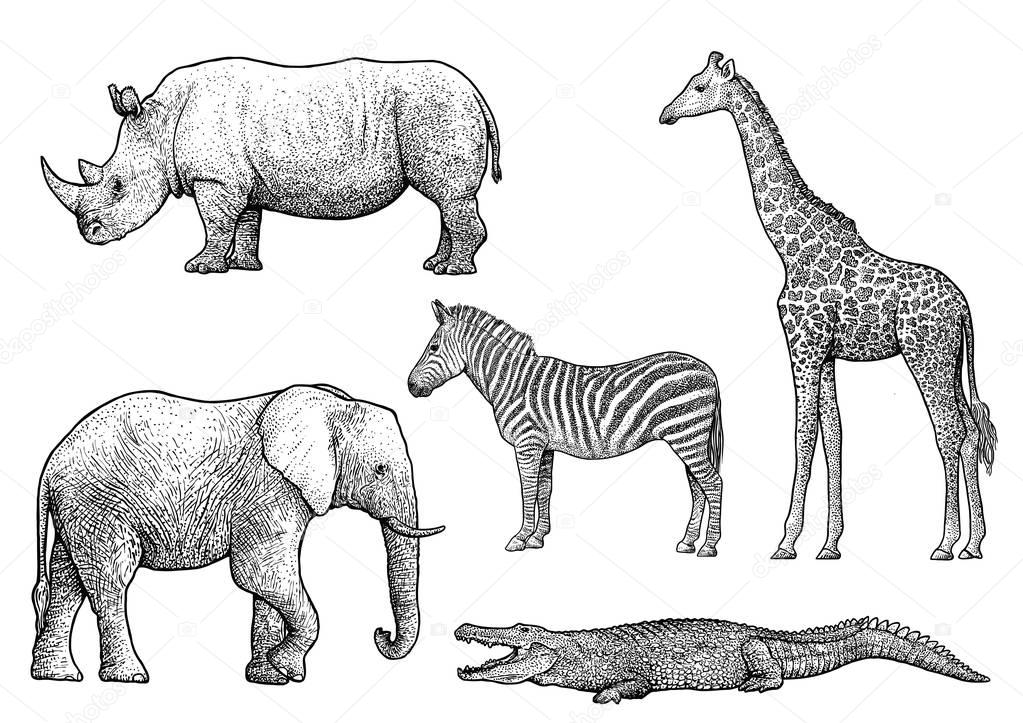 African animals illustration, drawing, engraving, ink ...