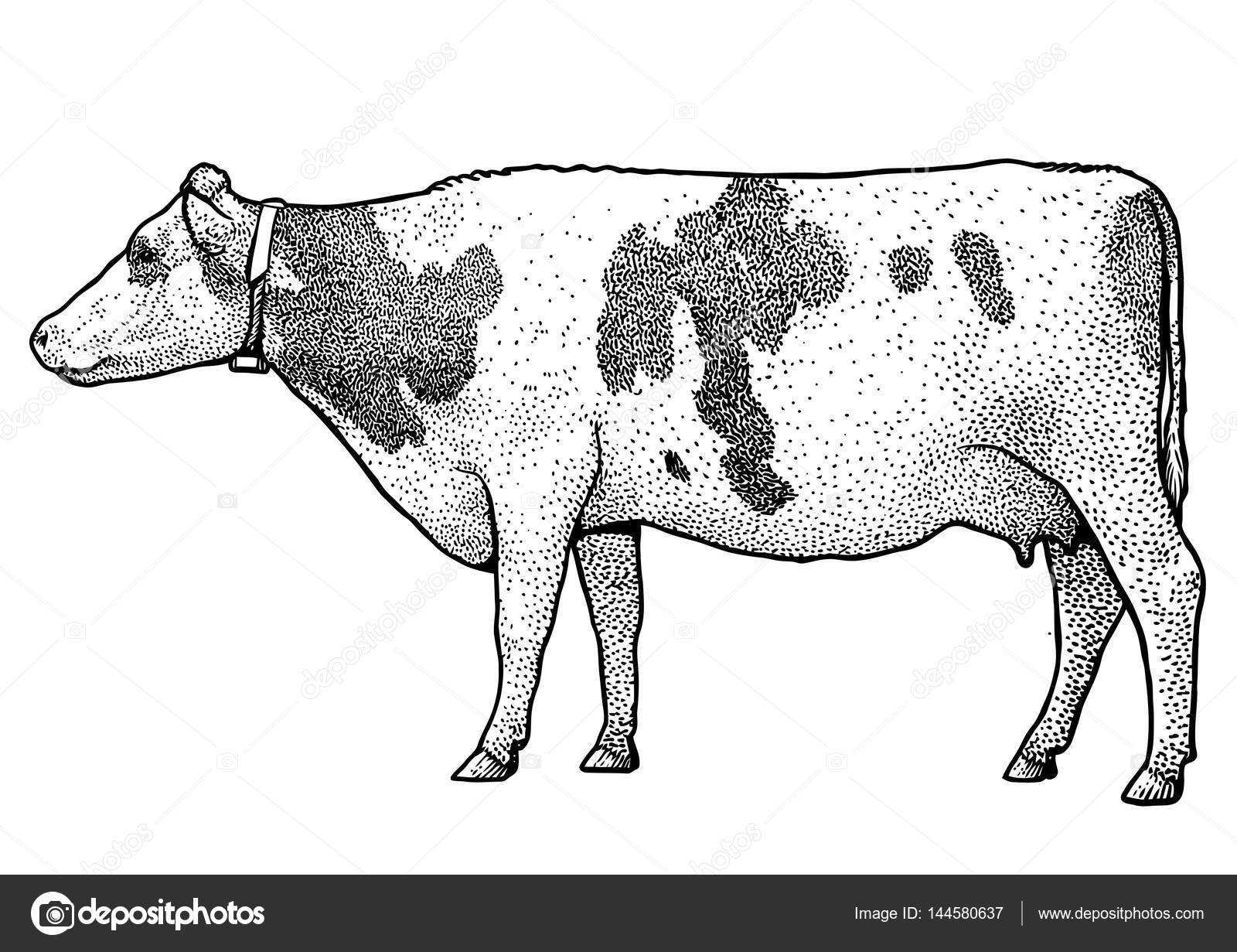 İnek çizim, çizim, gravür, mürekkep, Hat sanatı, vektör — Stok Vektör