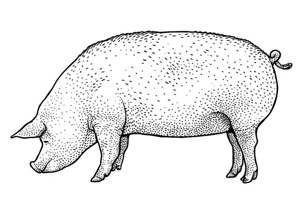 Illustration de porc, dessin, gravure, encre, dessin linéaire, vecteur — Image vectorielle