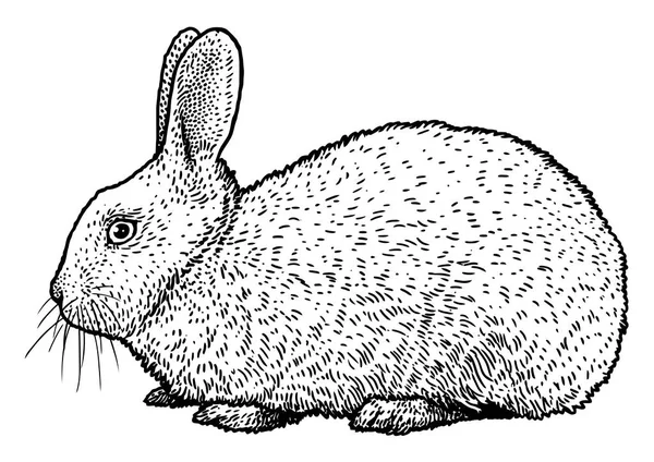 Sketch conejo imágenes de stock de arte vectorial | Depositphotos Sketch conejo imágenes de stock de arte vectorial | Depositphotos