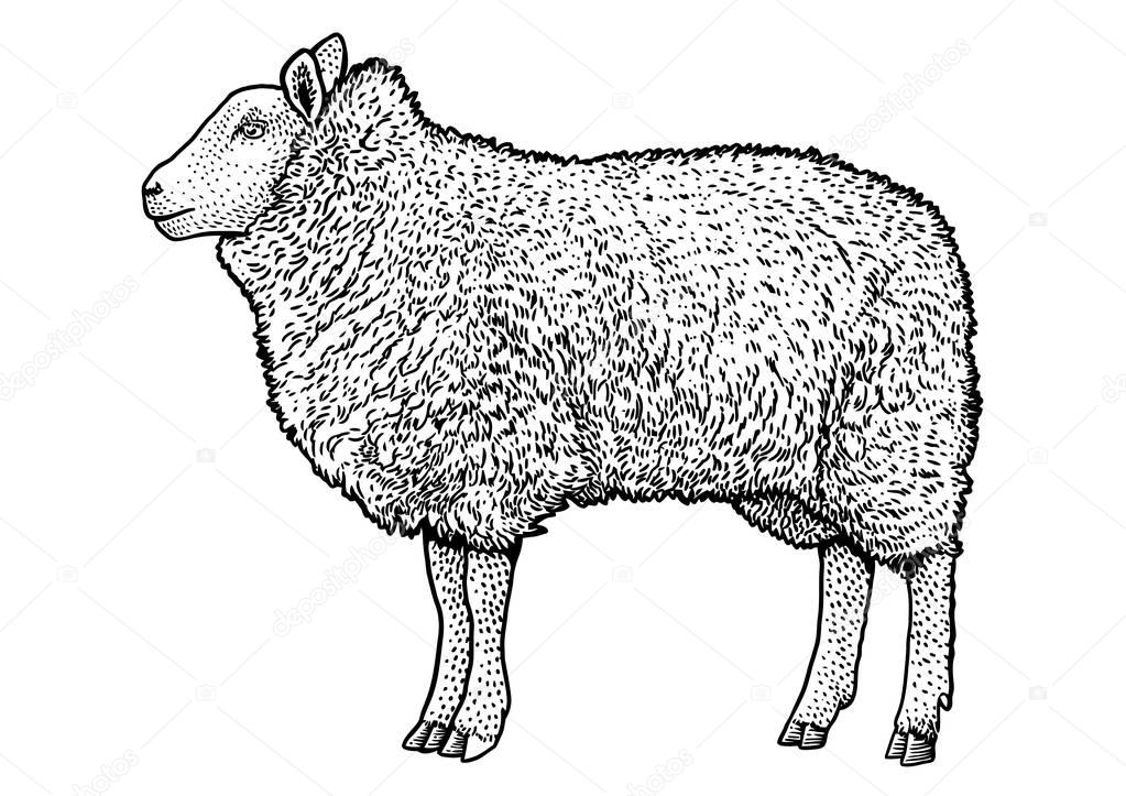 Sheep illustration, drawing, engraving, ink, line art, vector