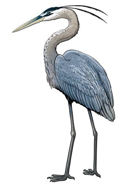 Grey heron illustration, drawing, colorful doodle vector clipart