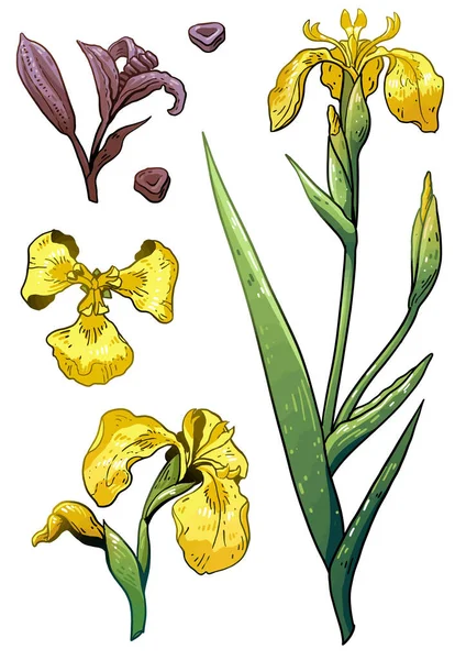 Иллюстрация Ириса Желтого Флага Рисунок Цветной Вектор Каракулей — стоковый вектор