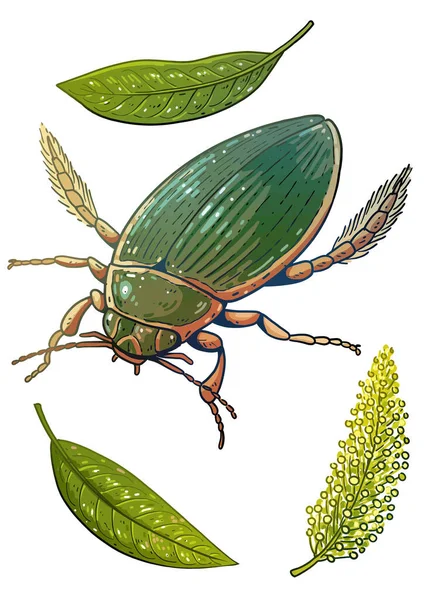Gran Escarabajo Buceo Ilustración Dibujo Vector Garabato Colorido — Archivo Imágenes Vectoriales
