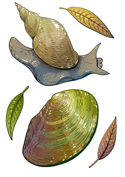 Swan Mussel Great Pond Snail Illustration Drawing Colorful Doodle Vector Royalty Free Stock Vectors