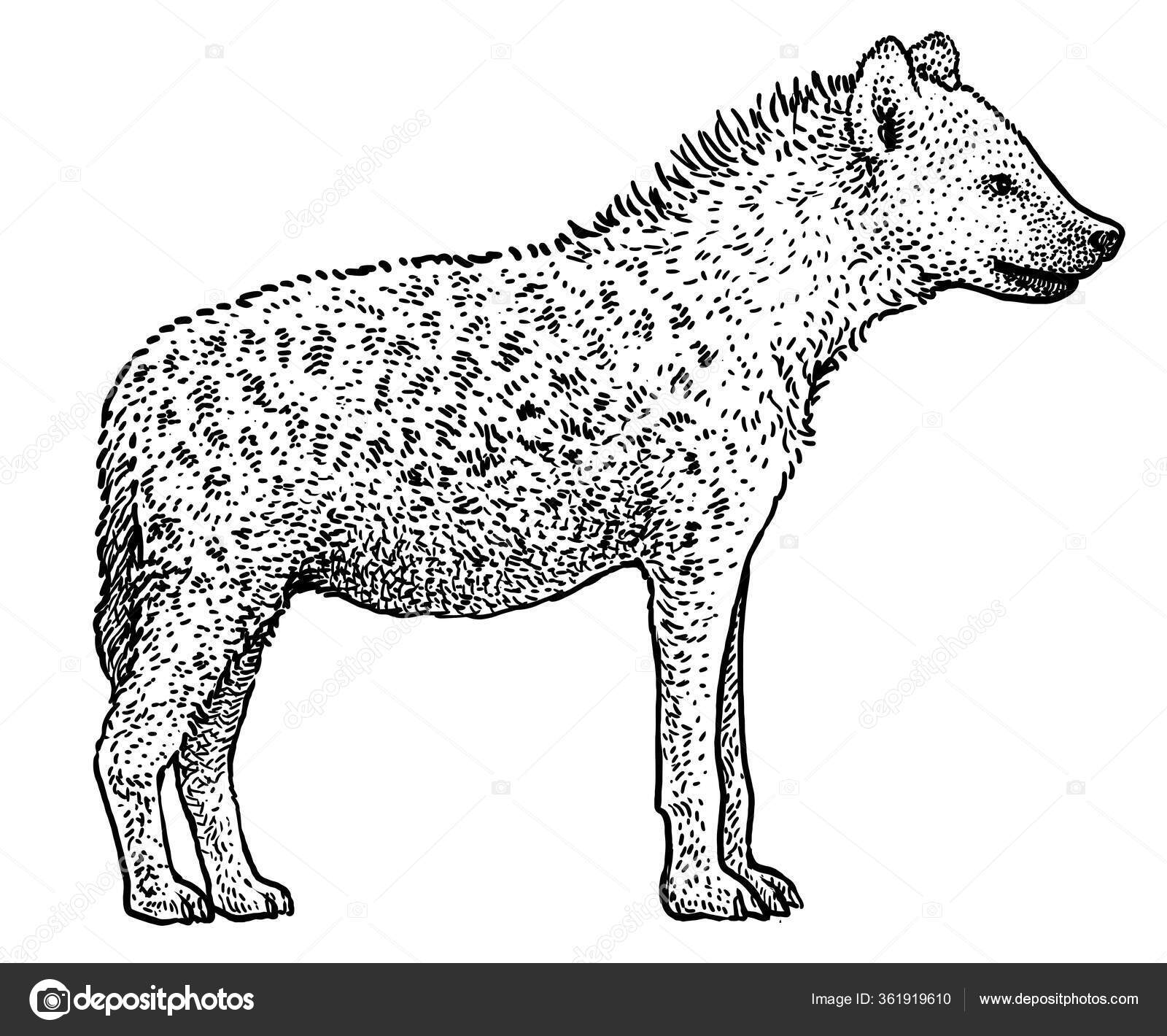 Crocutaストックベクター ロイヤリティフリーcrocutaイラスト Depositphotos