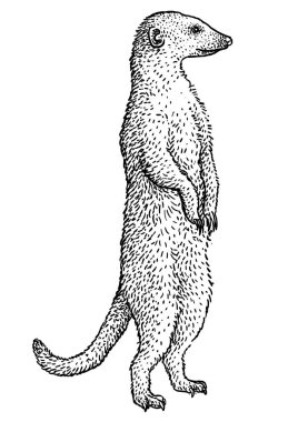 Meerkat, suricate, suricata illüstrasyon, çizim, oyma, mürekkep, çizgi sanatı, vektör