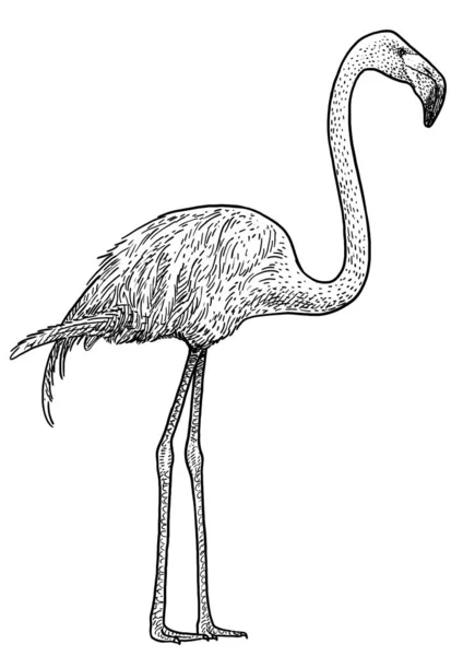 Flamingo Fågel Illustration Teckning Gravyr Bläck Linje Konst Vektor — Stock vektor