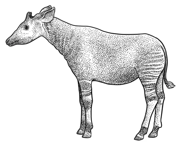 Okapi Illustrazione Disegno Incisione Inchiostro Linea Arte Vettore — Vettoriale Stock