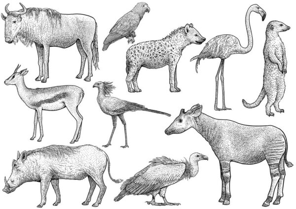 Африканская коллекция животных, иллюстрации, рисунки, гравюры, тушь, линейное искусство, вектор
