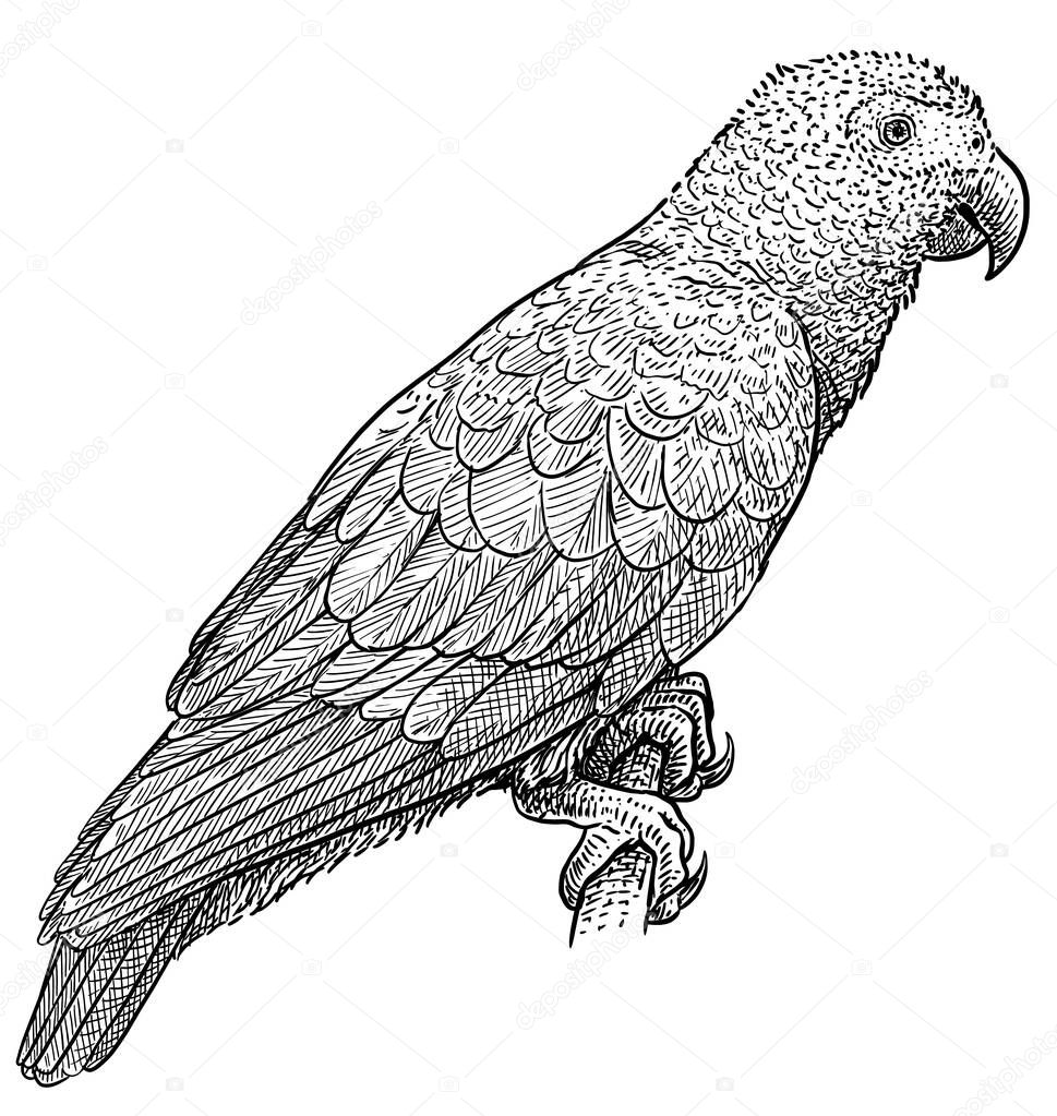 African grey parrot illustration, drawing, engraving, ink, line art, vector