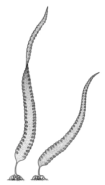 Laminaria Kelp Εικονογράφηση Σχέδιο Πολύχρωμα Doodle Διάνυσμα — Διανυσματικό Αρχείο