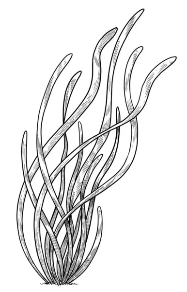 Aelgrass Illustration Zeichnung Bunter Doodle Vektor — Stockvektor