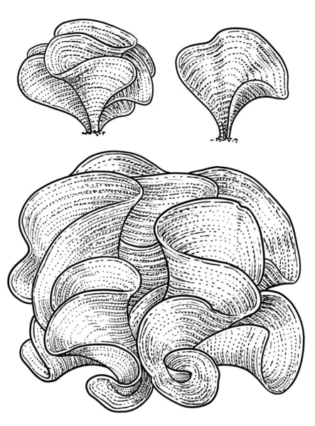 Alghe Coda Pavone Illustrazione Disegno Colorato Doodle Vettore — Vettoriale Stock