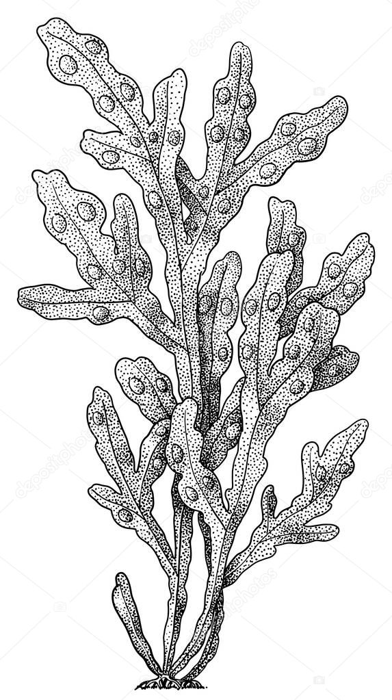 Bladder wrack algae illustration, drawing, colorful doodle vector