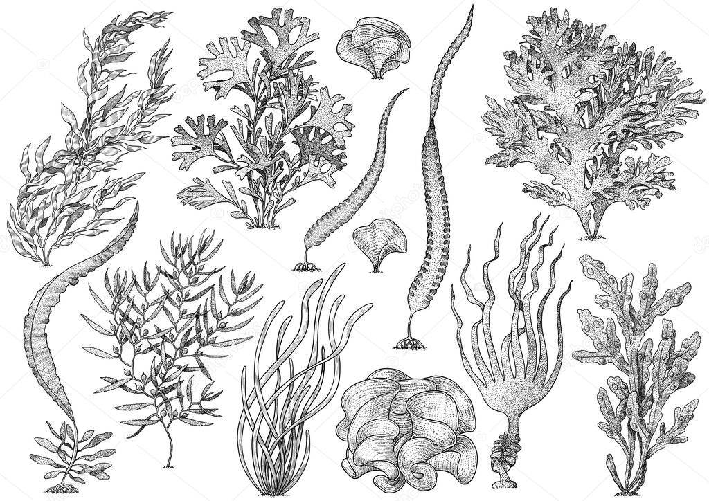 Seaweed, kelp collection, illustration, drawing, colorful doodle vector