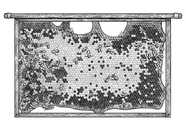 Kader Van Bijenkorf Illustratie Tekening Gravure Inkt Lijn Kunst Vector — Stockvector