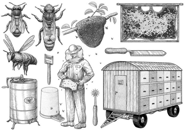 Beekeeping equipment illustration, drawing, engraving, ink, line art, vector