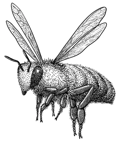 Иллюстрация Летающей Пчелы Рисунок Инкрустация Тушь Линейка Вектор — стоковый вектор