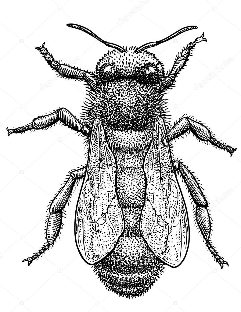 Bee illustration, drawing, engraving, ink, line art, vector